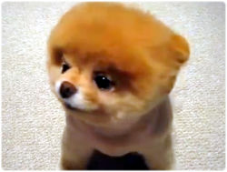 今 世界一かわいいとyoutubeで話題の犬 ブー Boo 画像追加 カラパイア