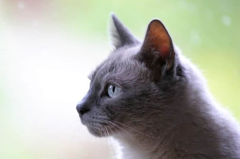 cat-3261420_640_e