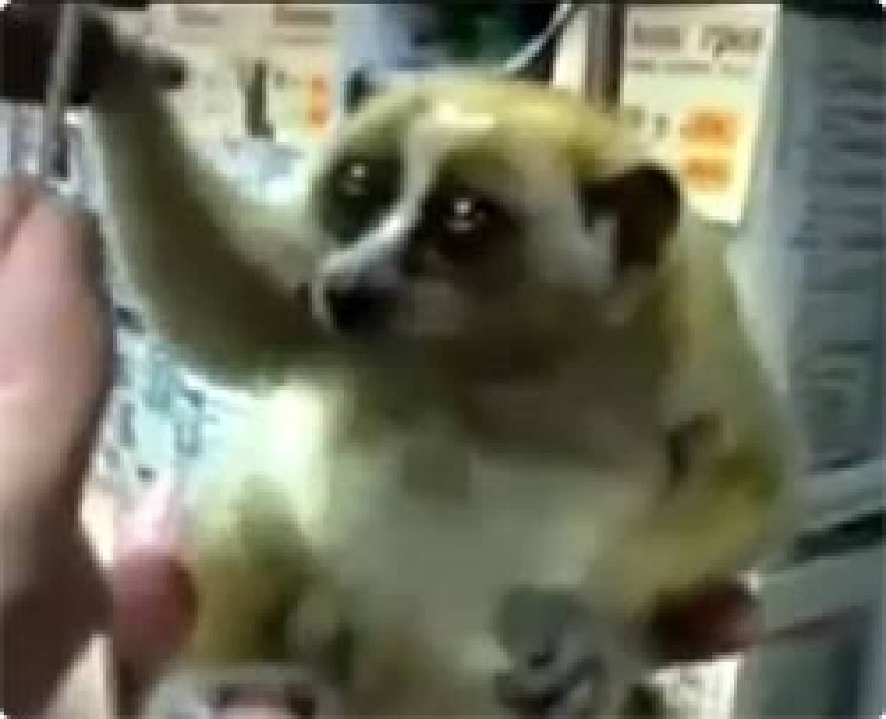 小さい傘を持ったスローロリスがかわいすぎる カラパイア 小さい傘を持ったスローロリスがかわいすぎる カラパイア