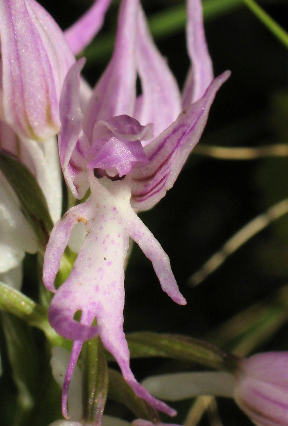 ヒトガタの植物 しかもオス 何の妖精 謎の花の正体は カラパイア