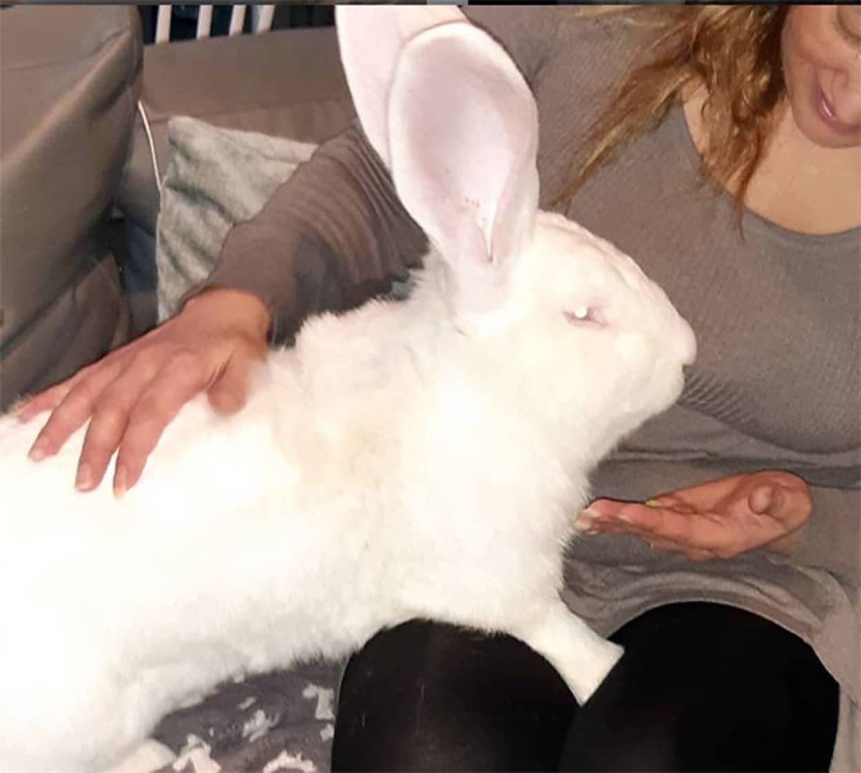 愛の大きさがウサギの大きさを越えた 巨大ウサギへの愛が止まらない夫婦 イギリス カラパイア 愛の大きさがウサギの大きさを越えた 巨大ウサギへの愛が止まらない夫婦 イギリス カラパイア