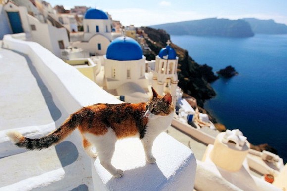 ギリシャにある猫島 白と青の美しいコントラストの中で優雅に暮らす サントリーニ島の猫たち カラパイア