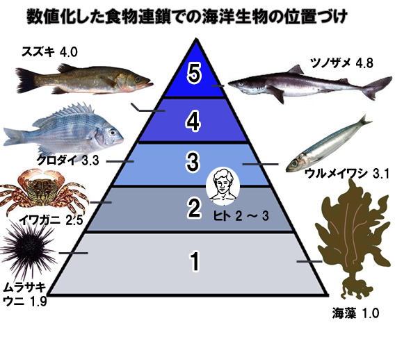 人間はアオムシやイワガニレベル 食物連鎖を数値化 海洋研究開発機構研究 カラパイア