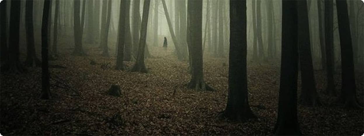 ミステリーとサスペンスとスーパーナチュラルな気配漂う霧深い森の風景写真 カラパイア