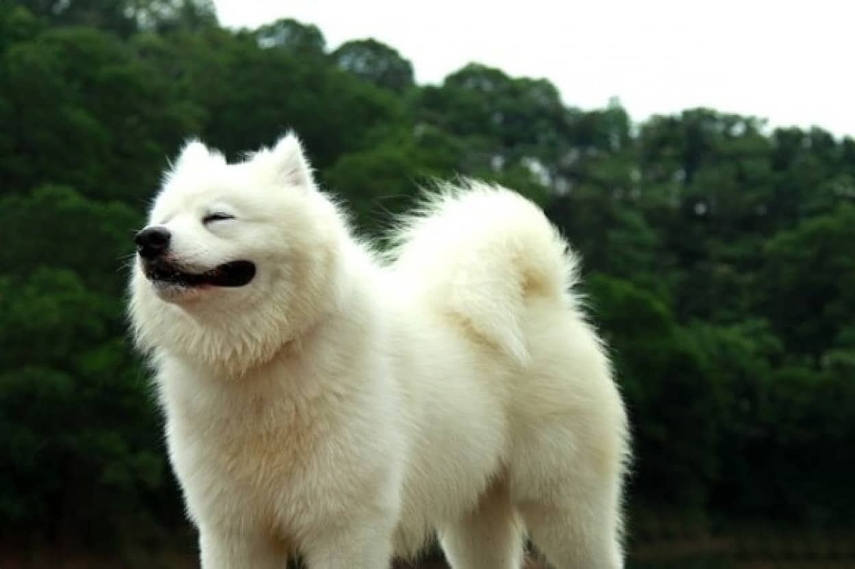 samoyed-2765495_640_e