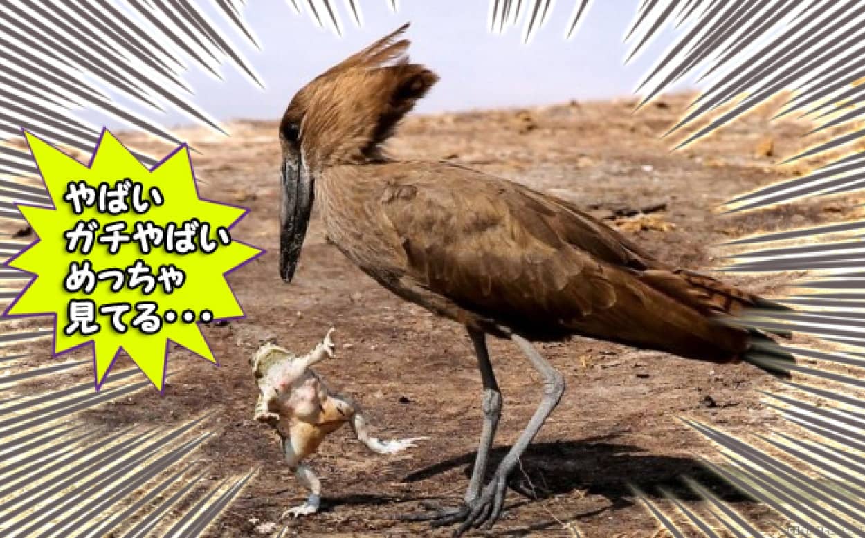 見てる めっちゃ見てる カエル先輩 鳥に睨まれ絶体絶命 その時とった行動は カラパイア