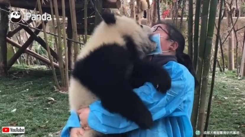 メイさん メイさん これなぁに マスクが気になる子パンダと飼育員との異種格闘戦 カラパイア