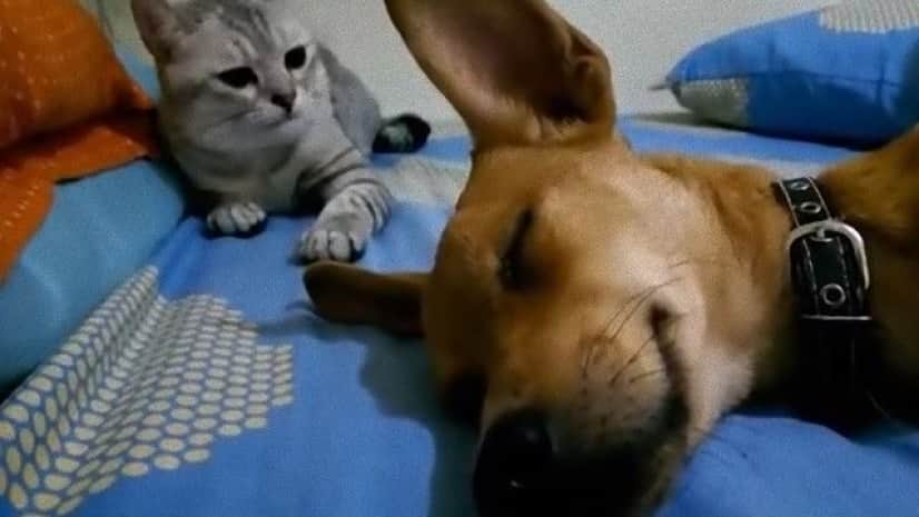 ワイより先に寝るんじゃねえ 寝てる犬を猫パンチで叩き起こす猫 カラパイア