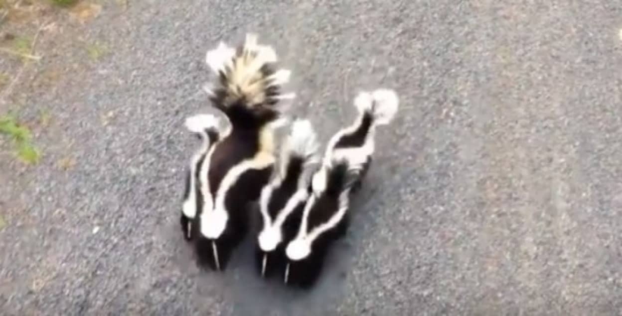 怖いけどかわいい かわいいけど怖い スカンクの親子に足元でグニュグニュされるってどんな気持ち カラパイア 怖いけどかわいい かわいいけど怖い スカンクの親子に足元でグニュグニュされるってどんな気持ち カラパイア