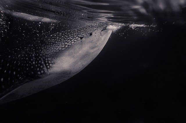 whale-shark-2564091_640