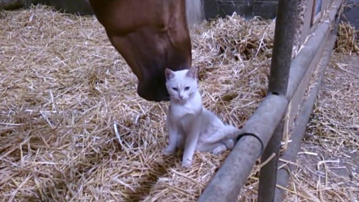 やわらかいね あったかいね 猫とウマの間に流れる ほんわかモフモフ仲良し時間 カラパイア やわらかいね あったかいね 猫とウマの間に流れる ほんわかモフモフ仲良し時間 カラパイア
