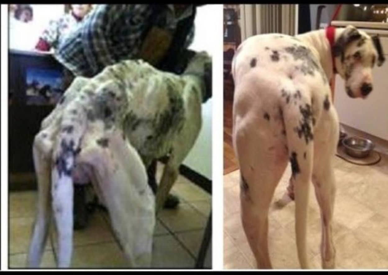 死の間際にいた犬が人間の愛情を得て蘇る時