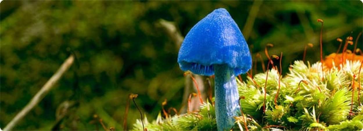 目の覚めるような真っ青なキノコが存在した Entoloma Hochstetteri カラパイア 目の覚めるような真っ青なキノコが存在した Entoloma Hochstetteri カラパイア