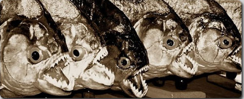 地球上に舞い降りた悪魔の使い 10のデビルフェイスな魚たち カラパイア 地球上に舞い降りた悪魔の使い 10のデビルフェイスな魚たち カラパイア