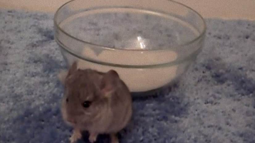 チンチラの赤ちゃん はじめての砂浴び そこに先輩チンチラがやってくるよ カラパイア