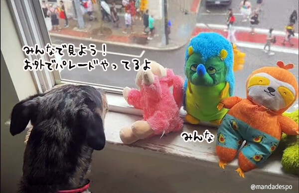 犬がぬいぐるみのお友達を窓際に運びみんなにパレードを見せようとする