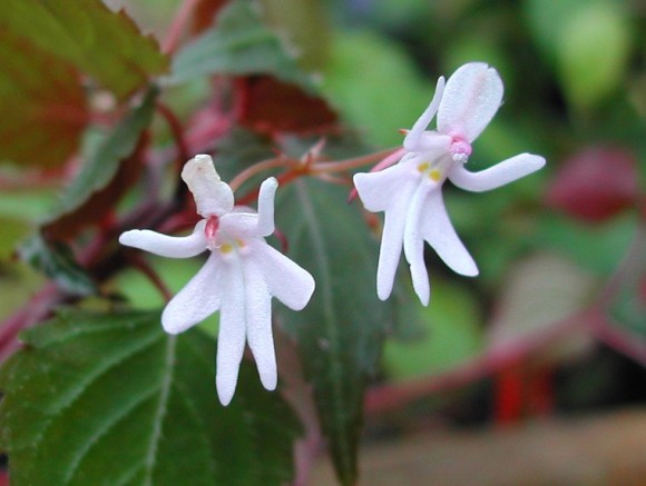 Impatiens_bequaertii_0131_e