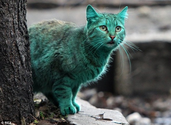 ほとんど元に戻ったよ 世界的に有名となった緑色の猫 動物愛好家の手によって無事捕獲 洗浄作業が行われる カラパイア