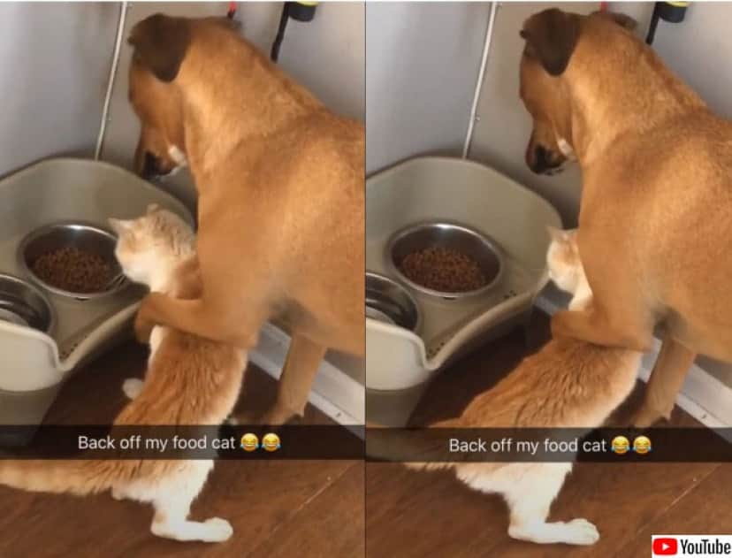 自分のごはんを狙う猫に対し やさしく紳士的な対応する犬 カラパイア 自分のごはんを狙う猫に対し やさしく紳士的な対応する犬 カラパイア