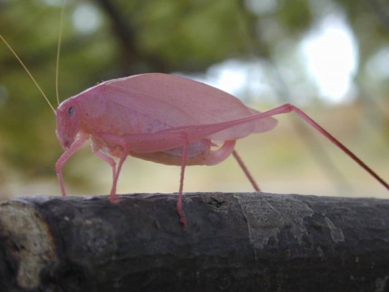 Pink_katydid_Ontario_e