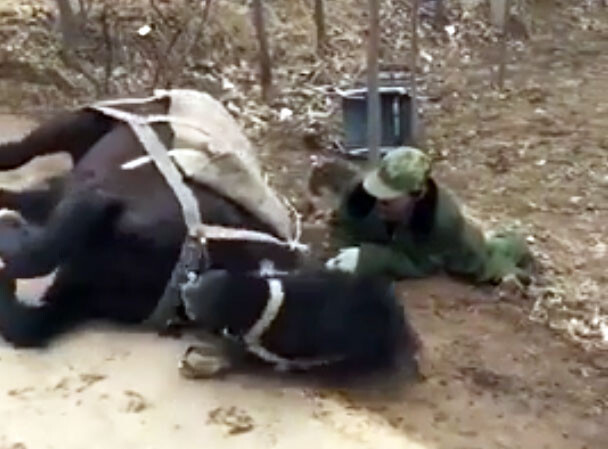 車椅子から落ちた男性を助ける馬。介助馬のトレーニング映像