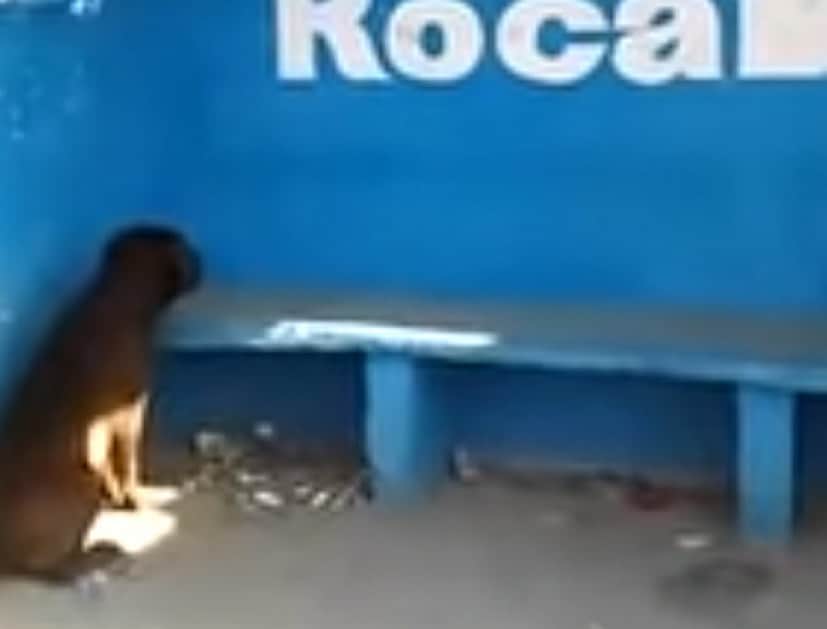 いったいなぜ バス停の青い壁を見つめ続けている犬 アルゼンチン カラパイア