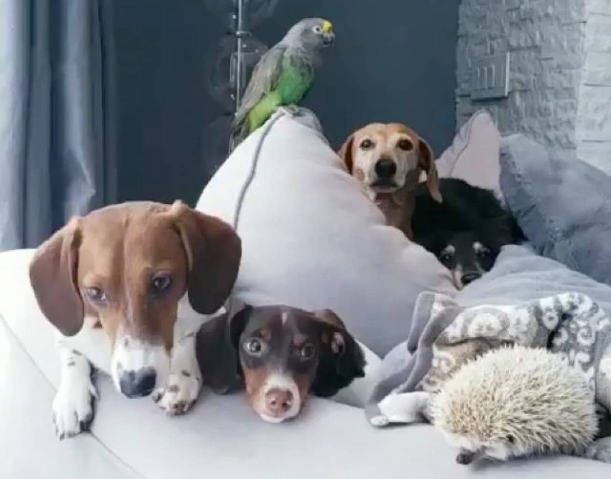 犬 インコ ハリネズミ 異種家族だけど みんな仲良くチルってます カラパイア 犬 インコ ハリネズミ 異種家族だけど みんな仲良くチルってます カラパイア