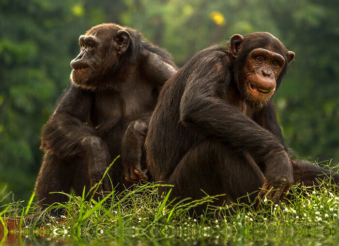 人間の十代の若者も若いチンパンジーも同じ。ともに危険な行動をとる