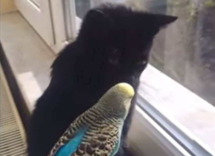 コレが奴らの魅力なんです 可愛いインコやオウムの所業総集編 カラパイア