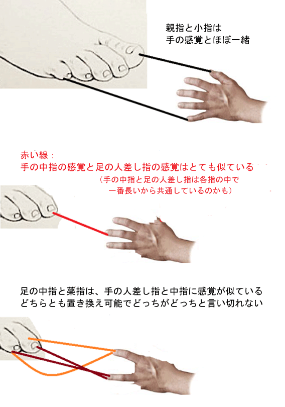 図解 手と足の指の感覚の相互関係 カラパイア