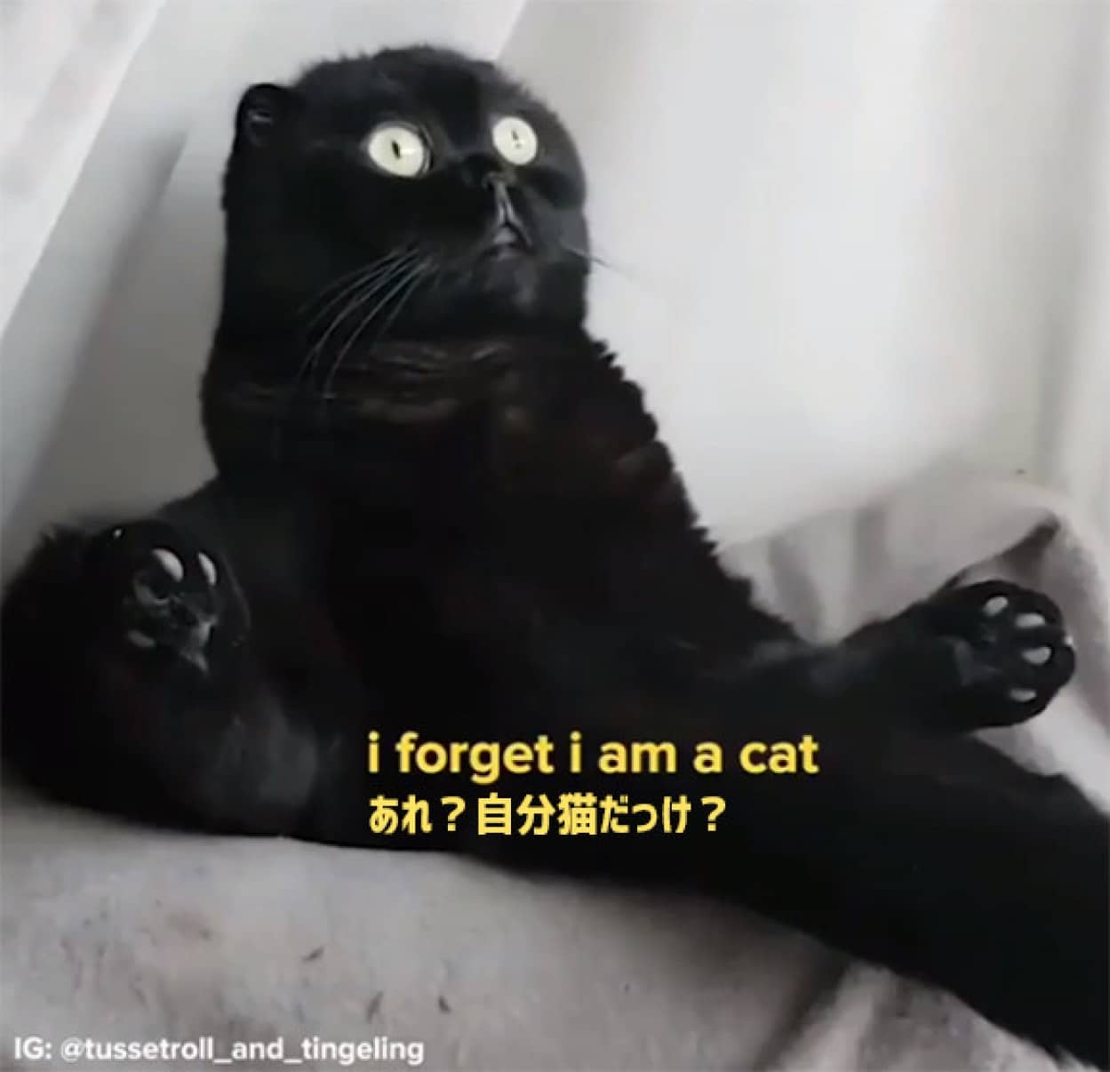 吾輩は猫であることを忘れがちだ 哲学的しぐさを見せる猫 カラパイア