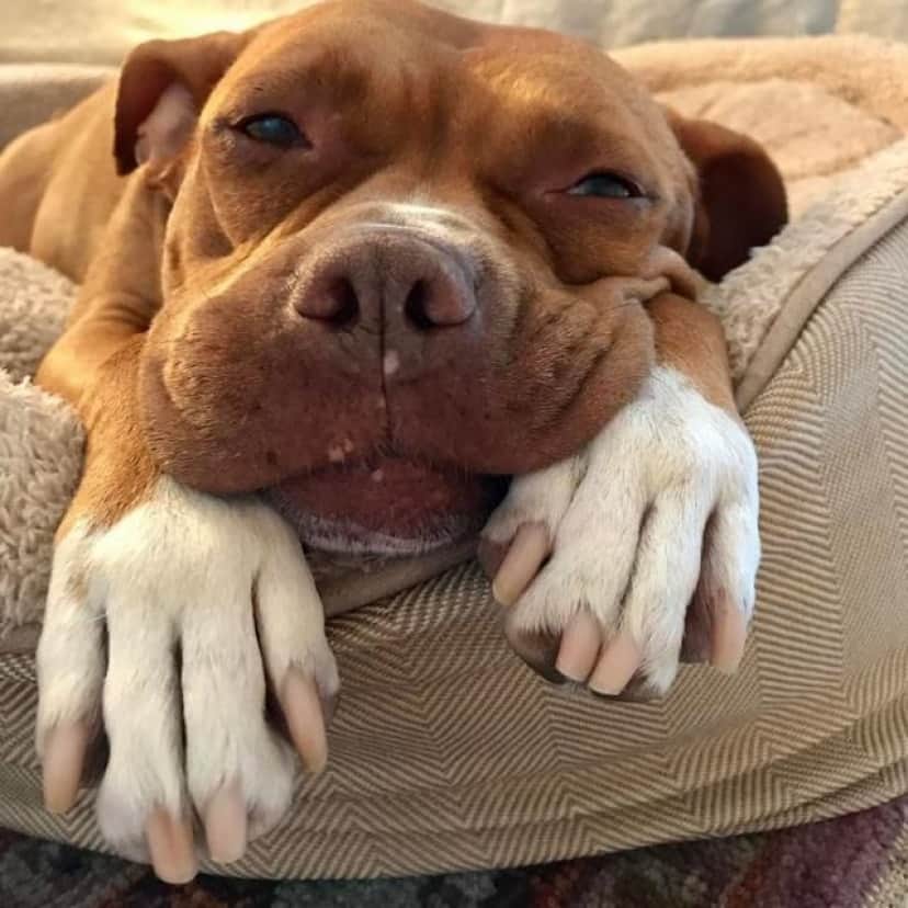 8年間ずっとコンクリートの床の上で暮らしてきた元保護犬のローラさん すっかりふかふかベッド好きに カラパイア 8年間ずっとコンクリートの床の上で暮らしてきた元保護犬のローラさん すっかりふかふかベッド好きに カラパイア