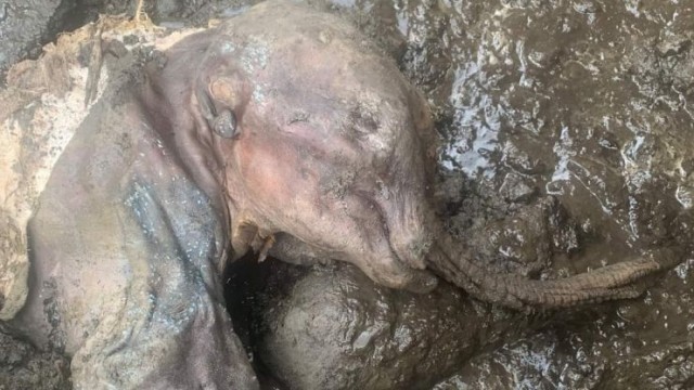 永久凍土からミイラ化したマンモスの赤ちゃんを発見。ほぼ完全な保存状態