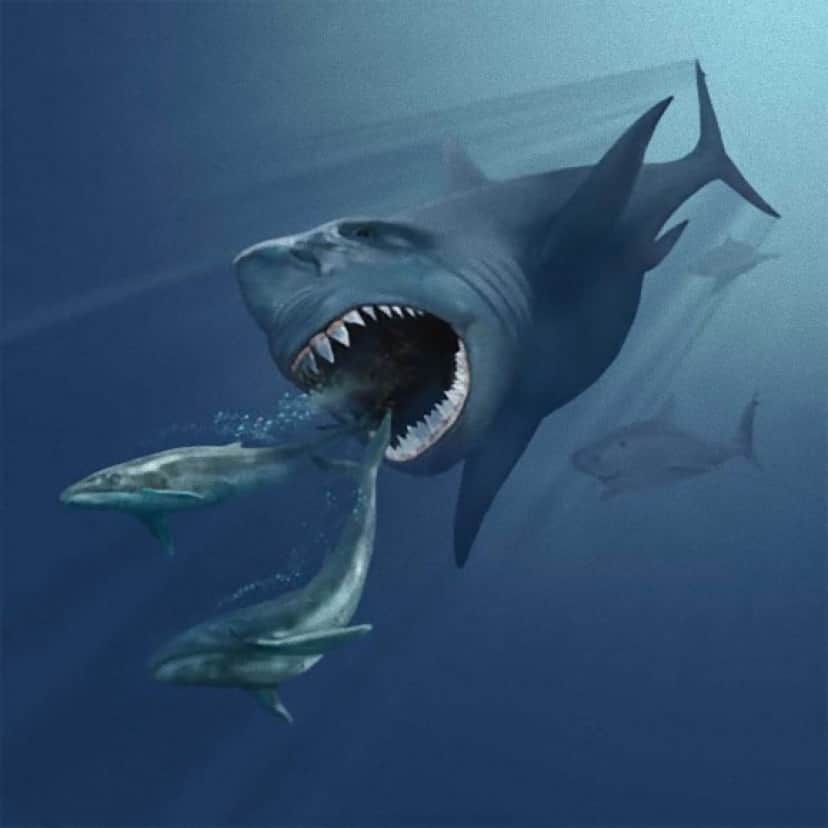 お宝じゃないか！古代の巨大サメ「メガロドン」の化石を川岸で発見 