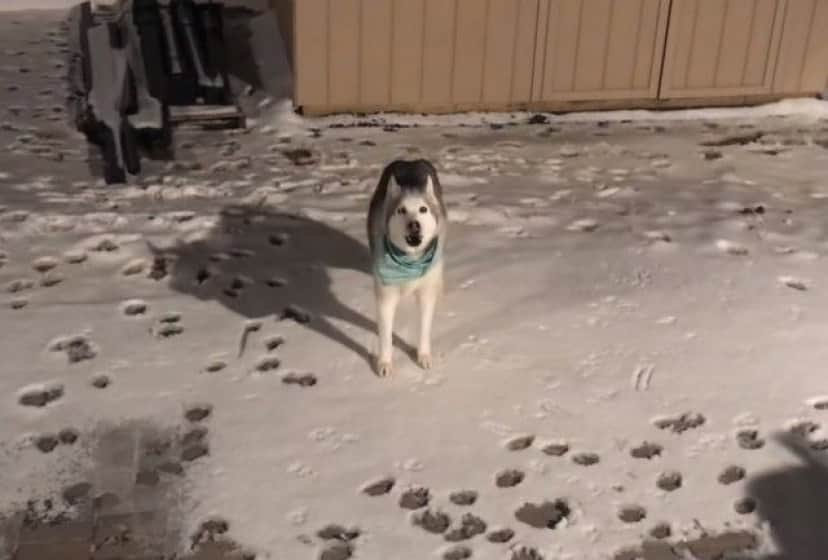 huskynsnow4_e