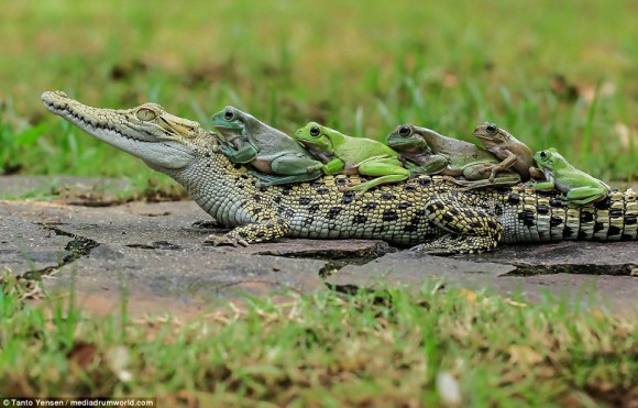ワニ カエル エグザイル ワニを乗りこなすカエル集団が激写される インドネシア 追記アリ カラパイア ワニ カエル エグザイル ワニを乗りこなすカエル集団が激写される インドネシア 追記アリ カラパイア