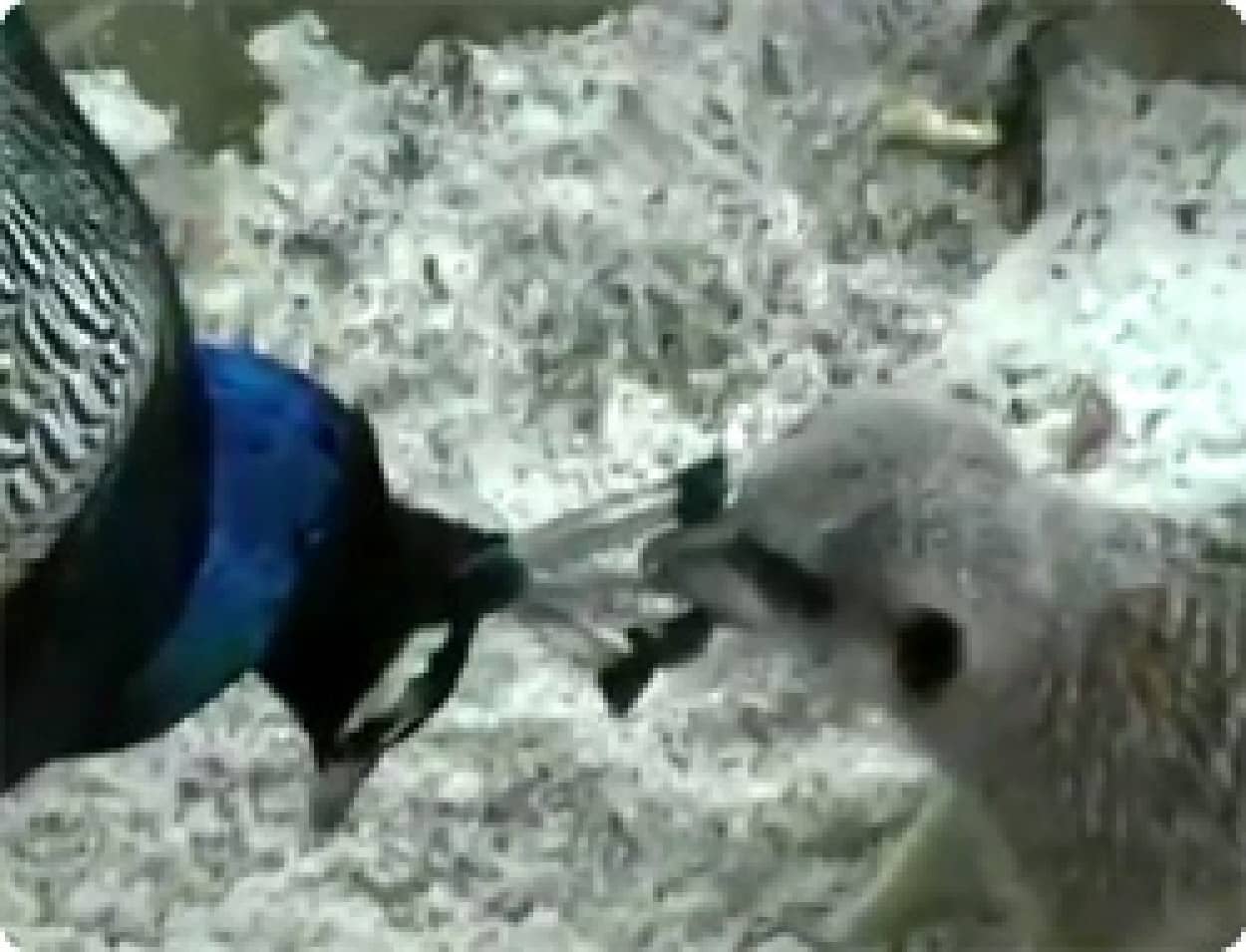 動画 いたずら大好き 思わず失笑 動物たちの面白映像ダイジェスト カラパイア 動画 いたずら大好き 思わず失笑 動物たちの面白映像ダイジェスト カラパイア