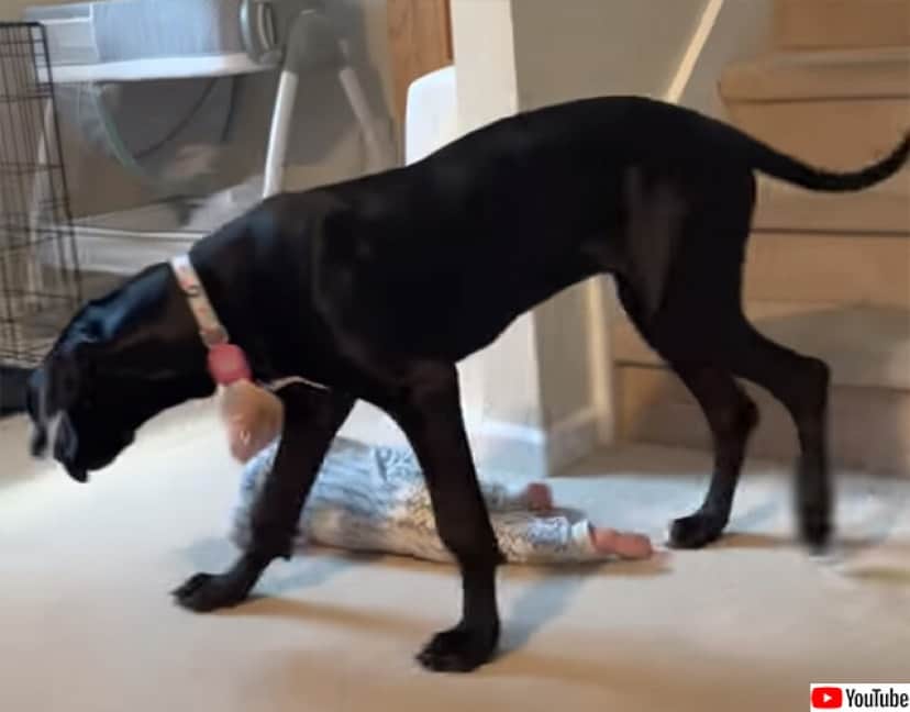 赤子にはまだ早かろう 階段をブロックし赤ちゃんを危険から守ろうとする犬 カラパイア