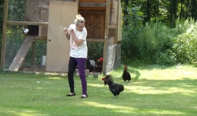 funnychicken7_e