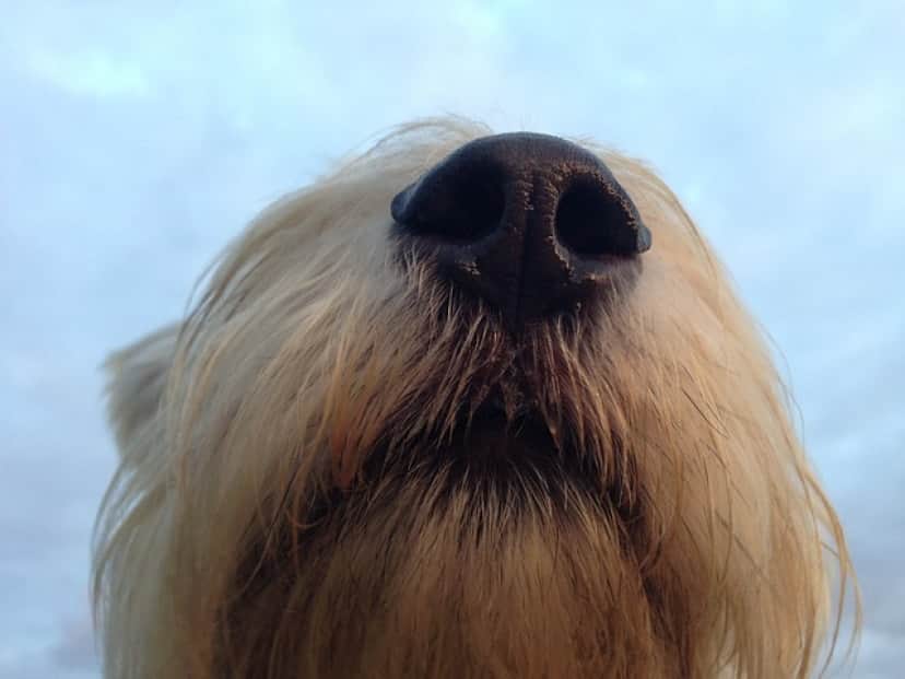 dog-202518_640