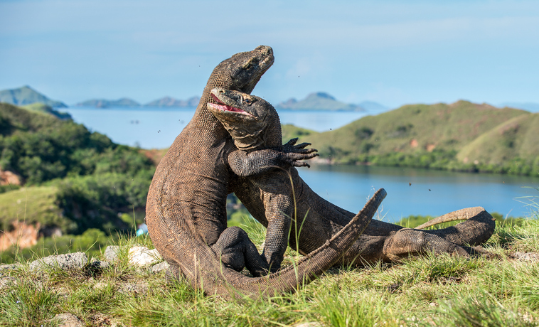 コモドドラゴンののこぎり状の歯は鉄で覆われていたことが判明