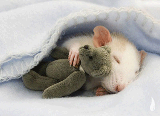 rat_sleep