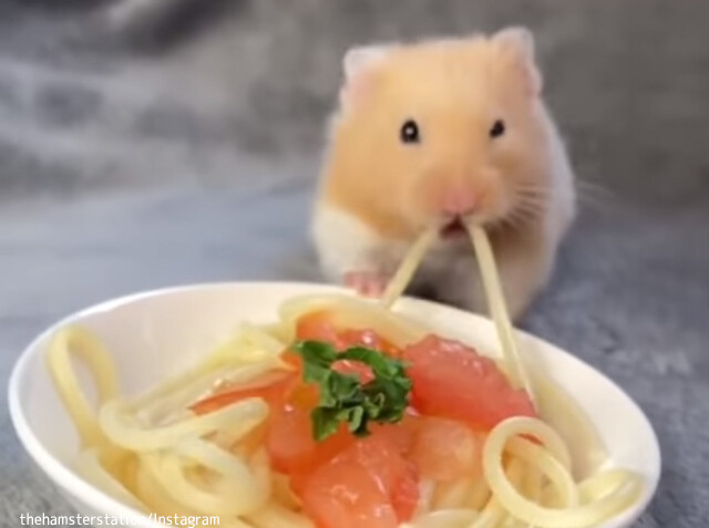 ハムスターのスパゲッティチャレンジ！上手に食べられるかな？