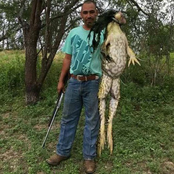 これがカエル 人間の子どもサイズはある巨大なウシガエルが捕獲される アメリカ カラパイア