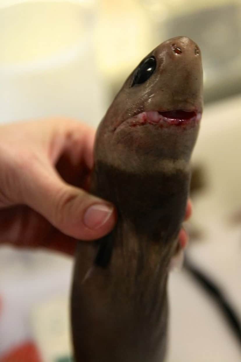 Cookiecutter_shark_e