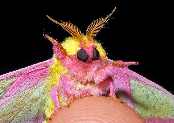 ピンクと黄色でどんだけメルヘン って突っ込みをいれるにはあまりにもかわいい蛾世界のふわふわアイドル モモイロヤママユ カラパイア