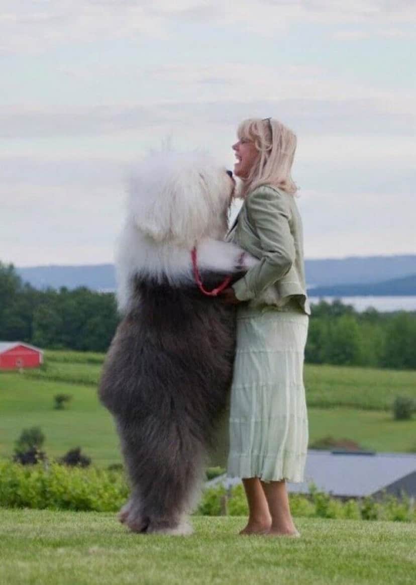 多分これって自分の大きさを理解してないよね と思われる 微笑ましい巨大犬たちのエブリディライフ カラパイア