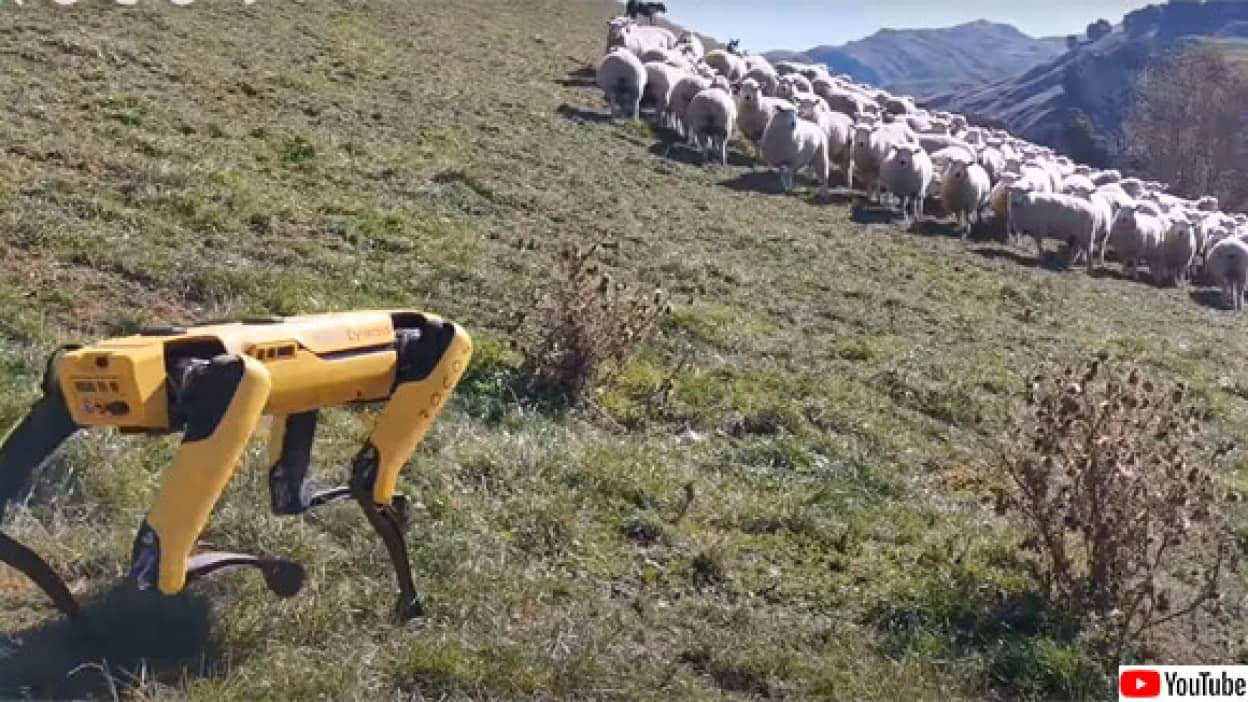 犬型ロボットスポットが牧羊犬に
