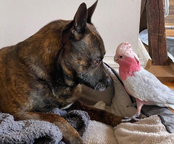 怪我をした鳥をいたわり寄り添い続ける犬