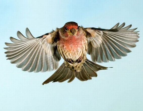 広げた翼の美しさが鮮明に 飛行中の鳥たちの写真 カラパイア 広げた翼の美しさが鮮明に 飛行中の鳥たちの写真 カラパイア